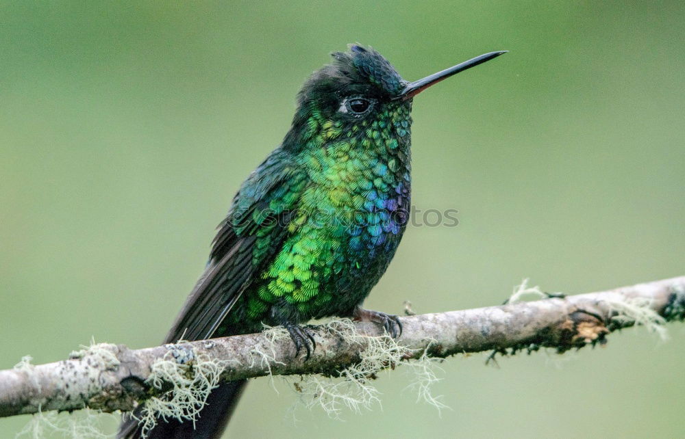 Similar – Flying Artist (Hummingbird, Cloud Forest Ecuador)