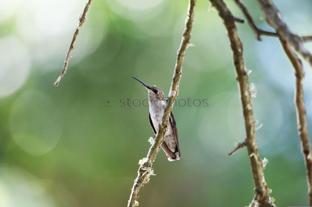 Similar – Foto Bild Aechse Costa Rica Gecko