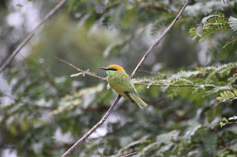 Similar – Image, Stock Photo Green Bee Eater