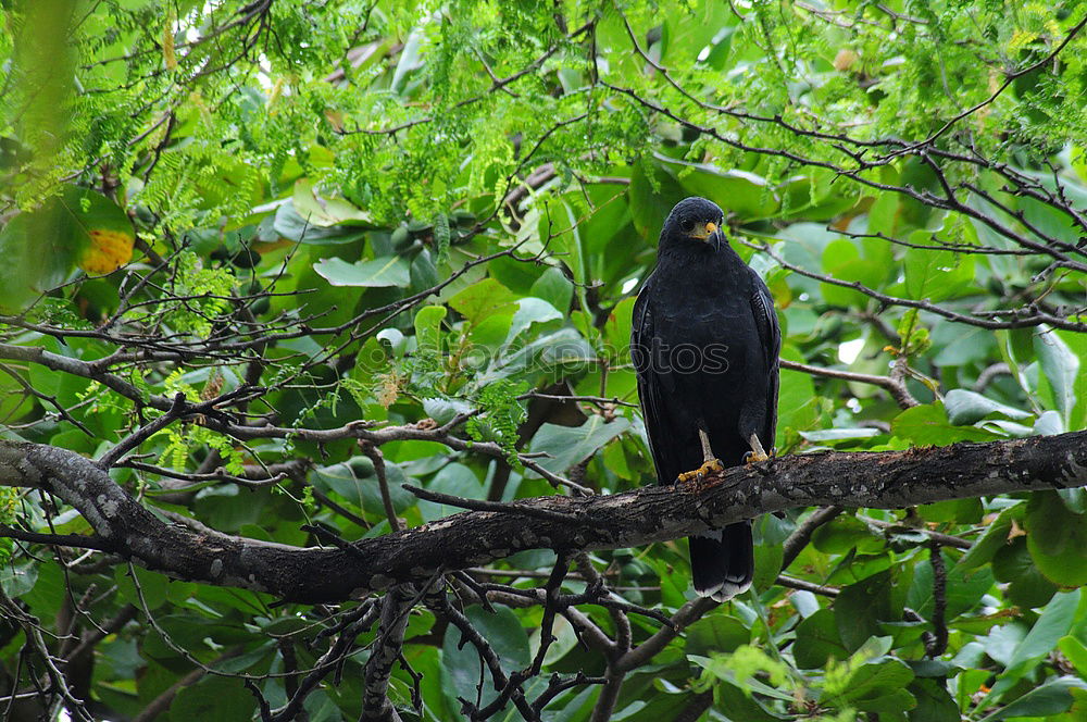 Similar – Blackbird Cock-blackbird-hungry-blackbird-IMG_2096