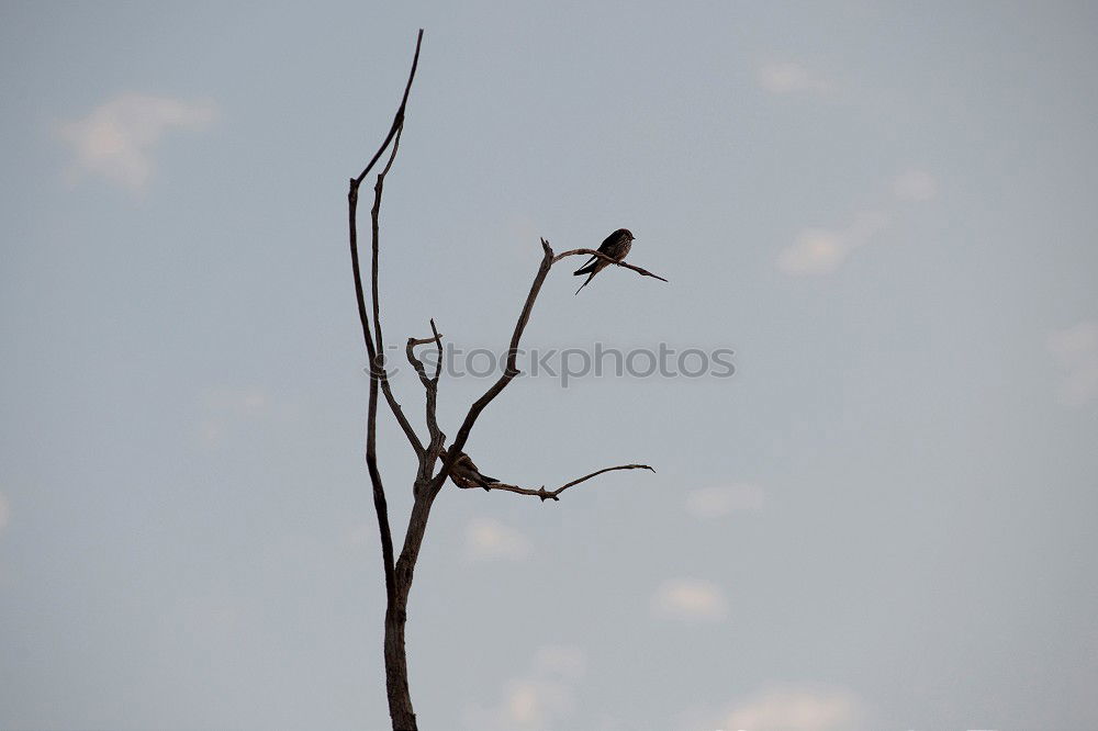 Similar – dinner specialty Bird Air