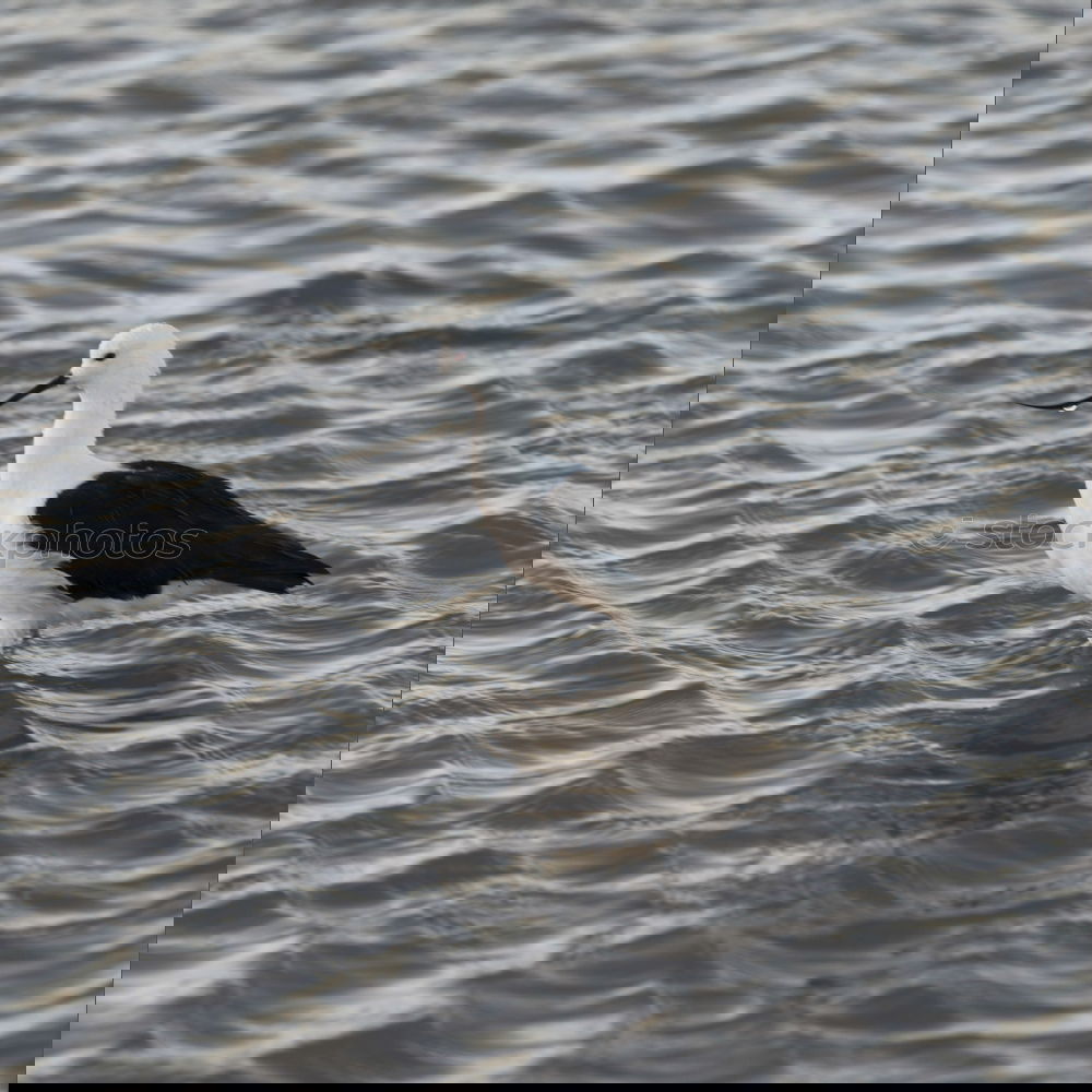 Similar – Image, Stock Photo morning gymnastics Bird