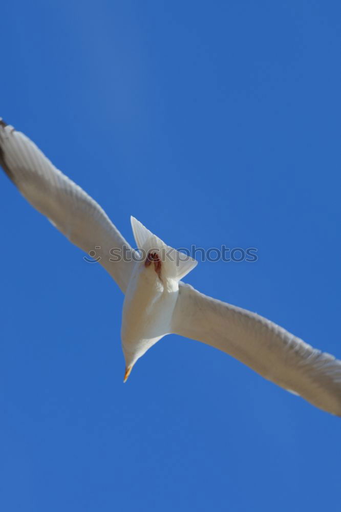 Similar – Image, Stock Photo Italian seagull Bird
