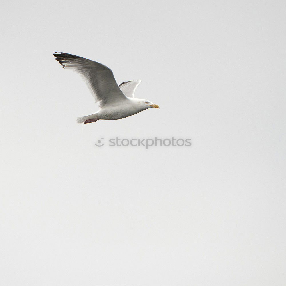 Similar – Image, Stock Photo From right to left Nature