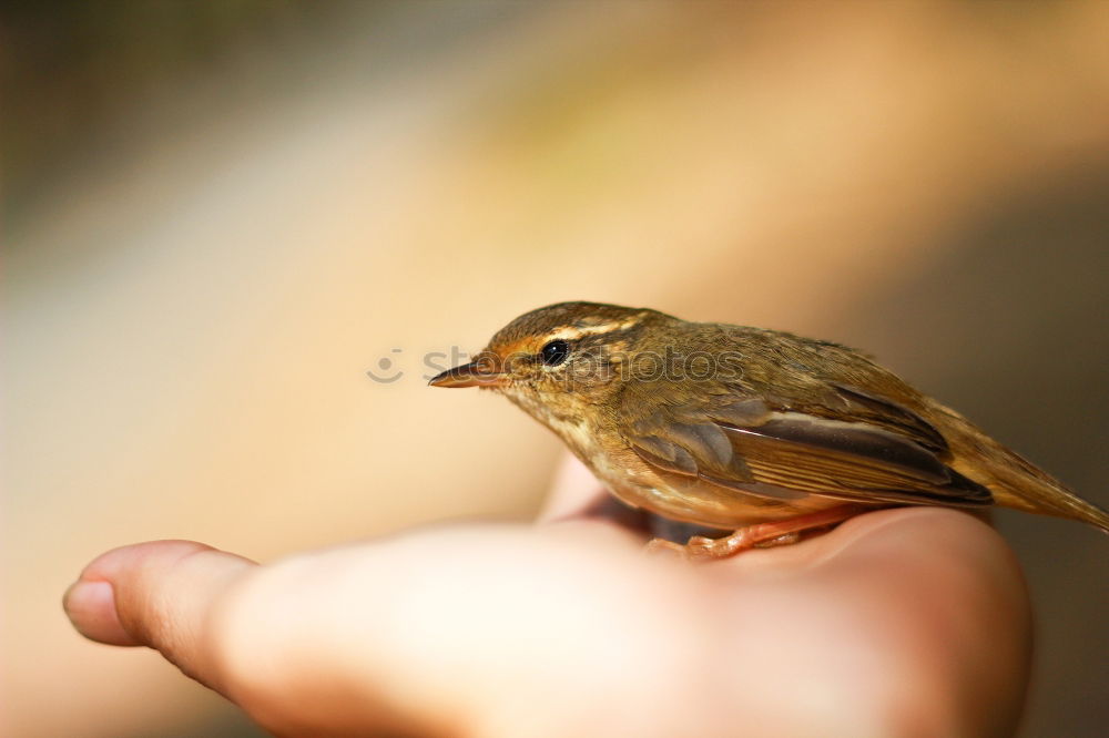 Similar – chick Hand Finger Tier