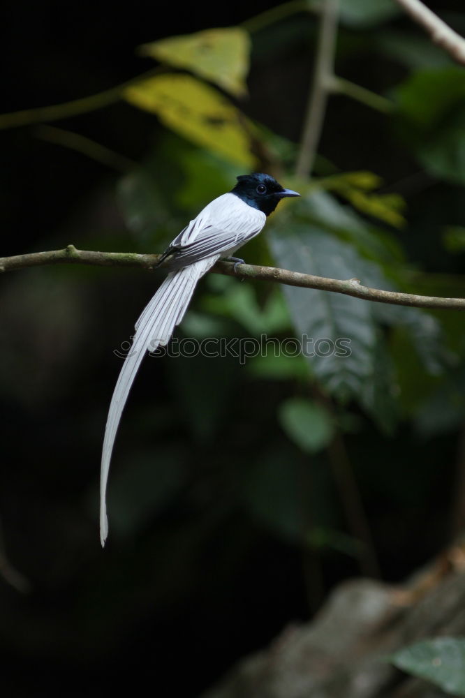 Similar – Image, Stock Photo Long-tailed Tit on a Branch