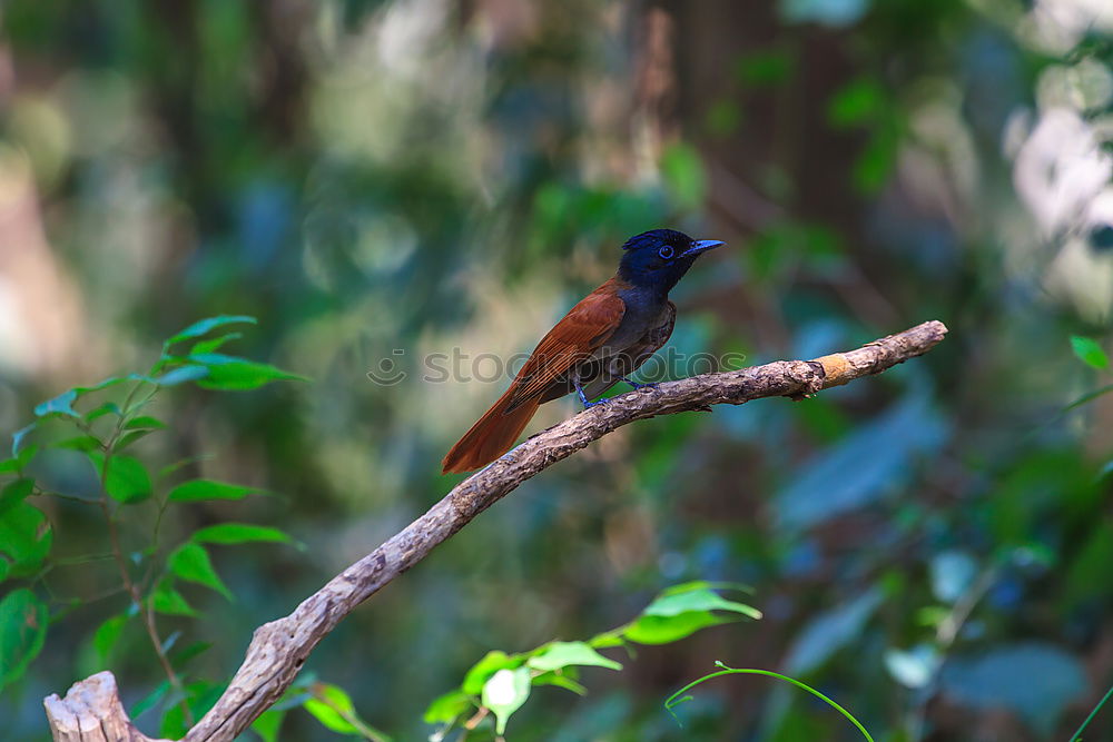 Similar – Image, Stock Photo Kingfisher in pose Animal