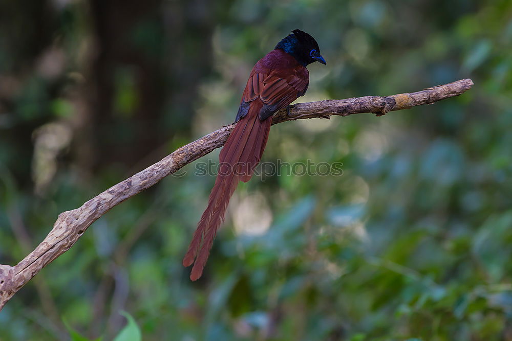 Similar – Black Drongo