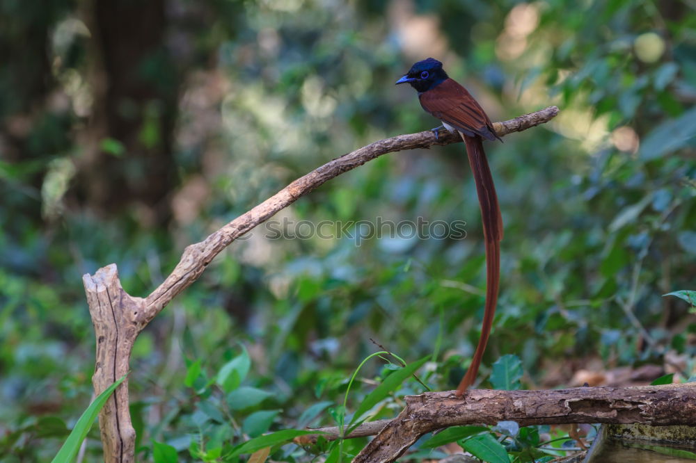 Similar – Colourful bird Animal Bird