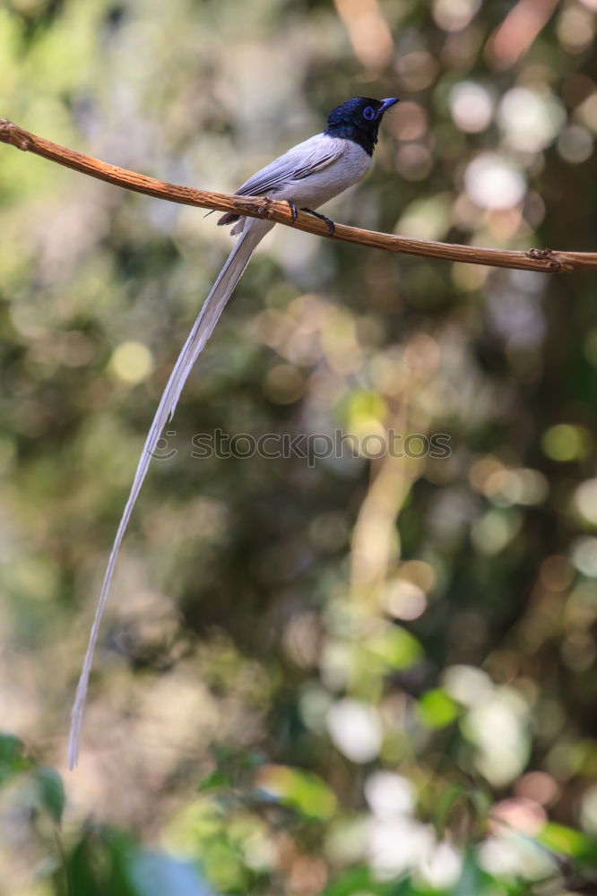 Black Drongo