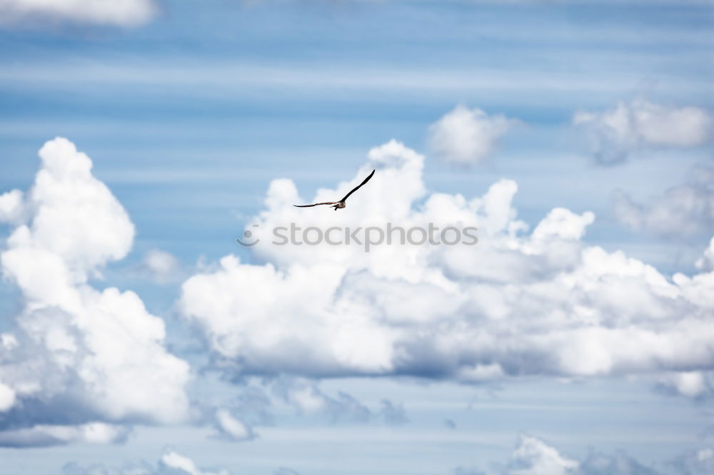 Similar – Image, Stock Photo flying horny Airplane