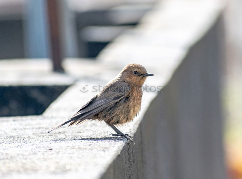 Similar – Image, Stock Photo Occupied! Animal