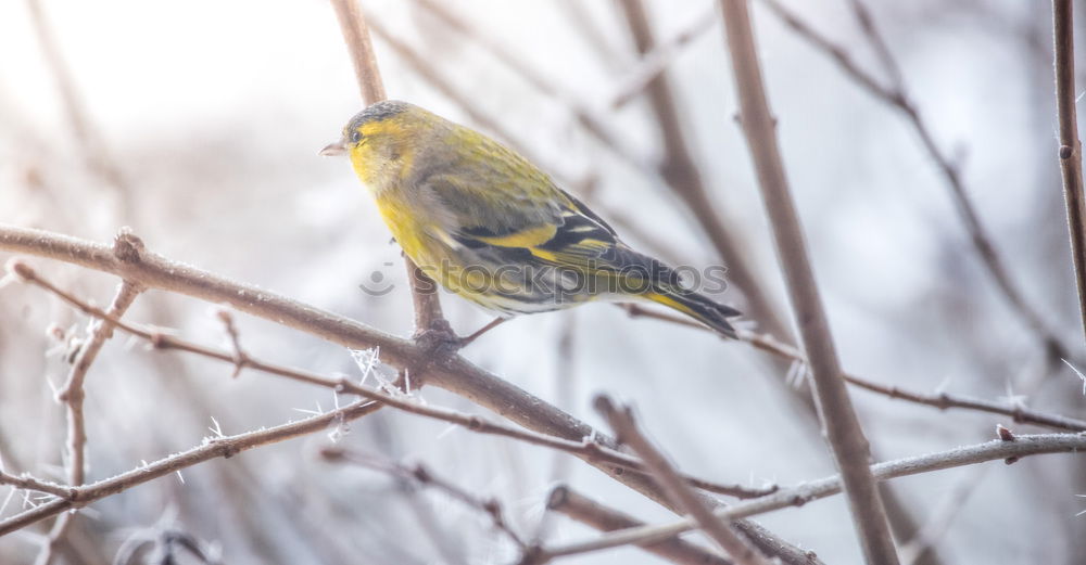 Similar – Image, Stock Photo Running robin in the snow