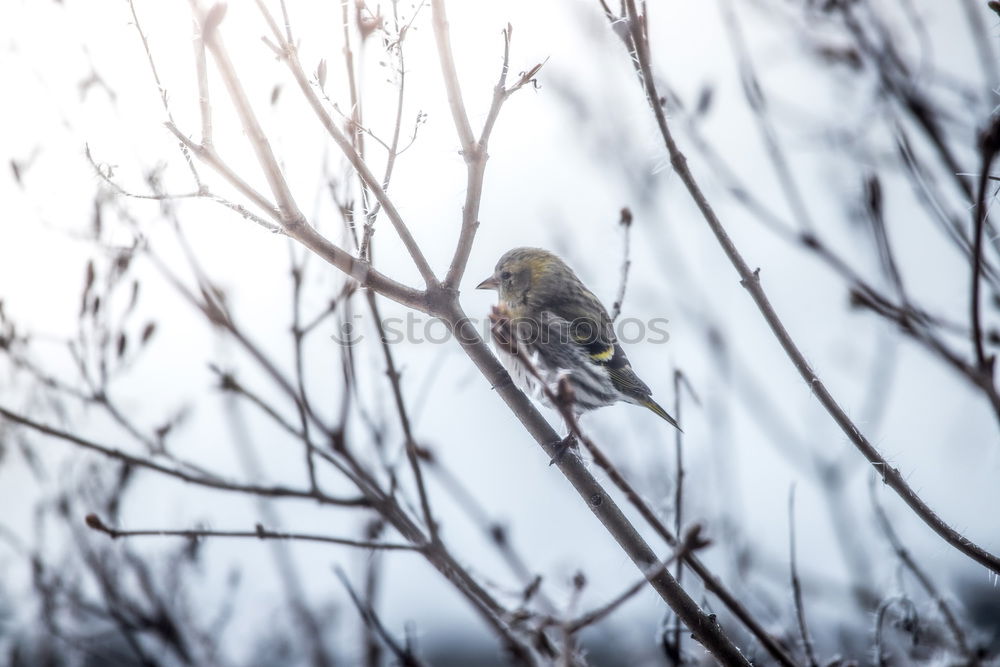 Similar – Puffed Tit Nature Animal