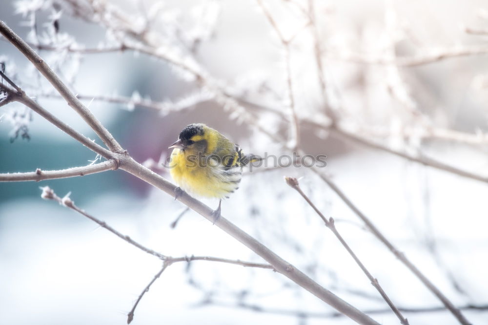 Image, Stock Photo spring poultry Spring