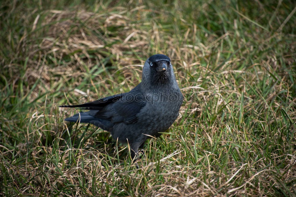 Similar – SEE AND BE SEEN Bird Grass