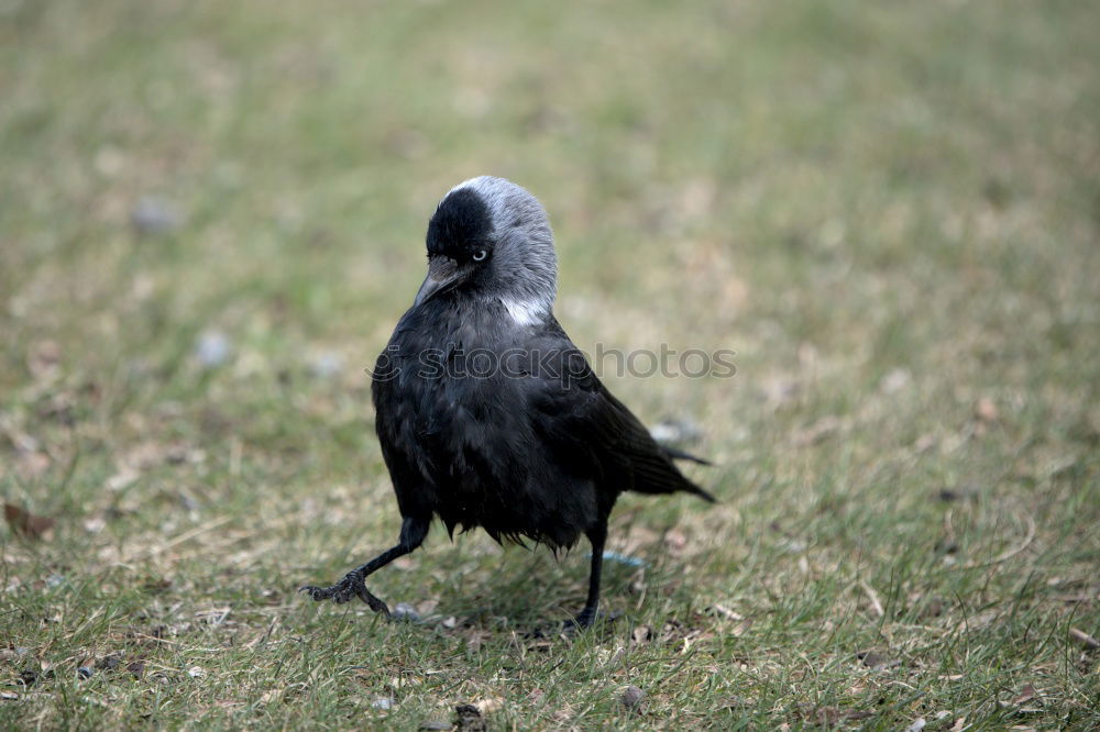 Similar – jackdaw Animal Jackdaw