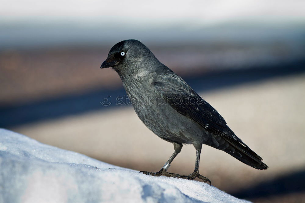 Similar – Foto Bild Amselchen. Natur Sträucher