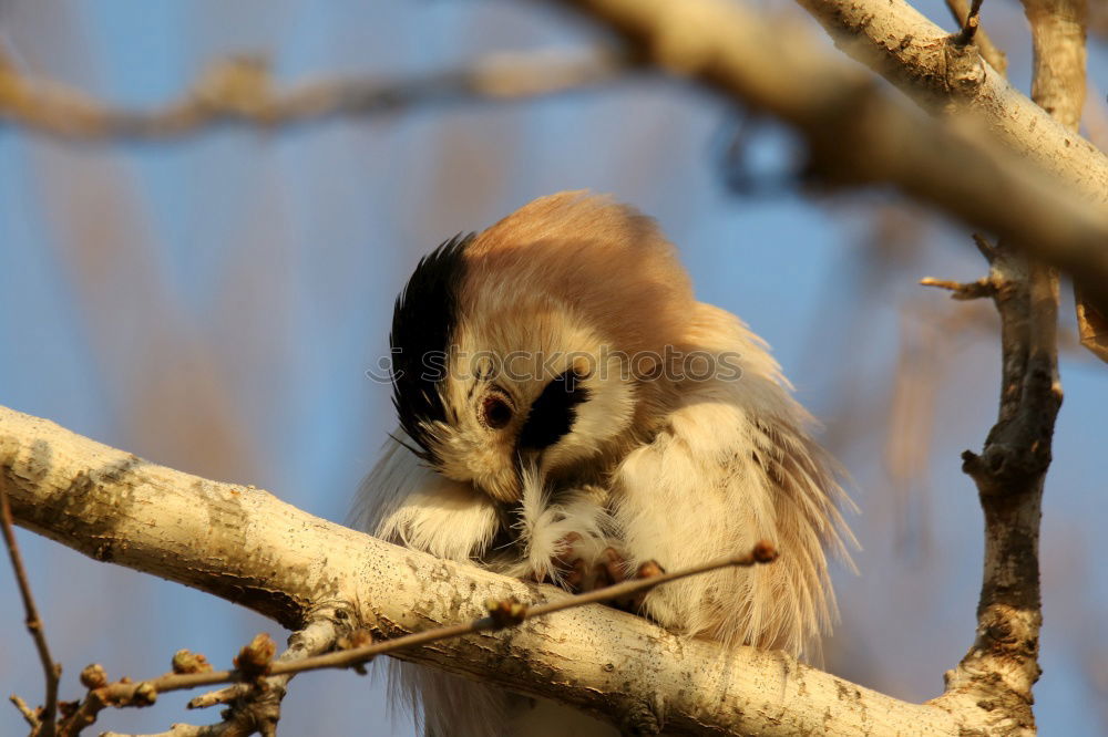 Similar – croissant Forest Squirrel