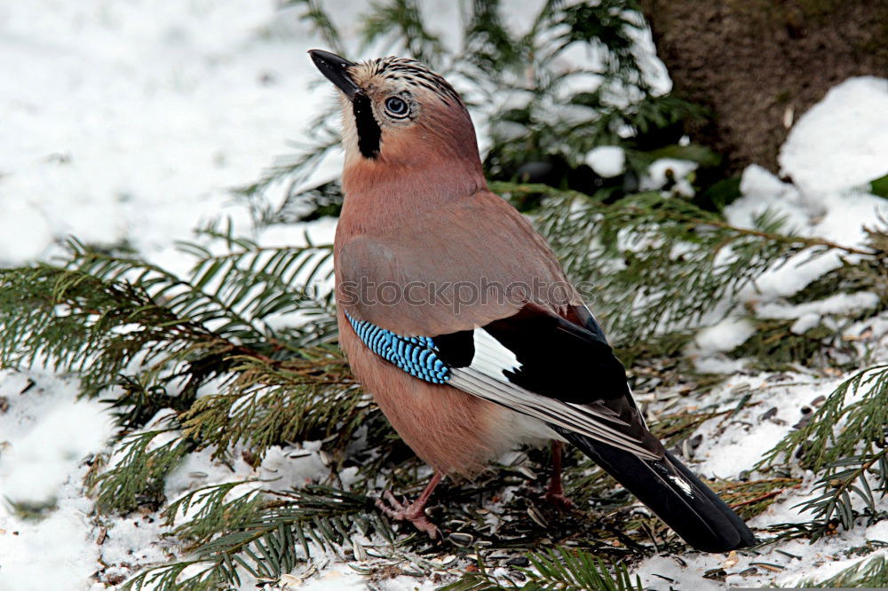 Similar – Image, Stock Photo Jay in the tree Nature