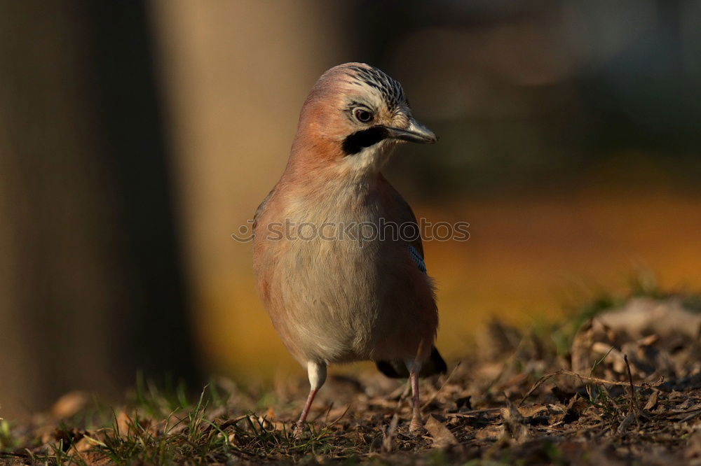 Similar – Image, Stock Photo as proud as Bolle Nature