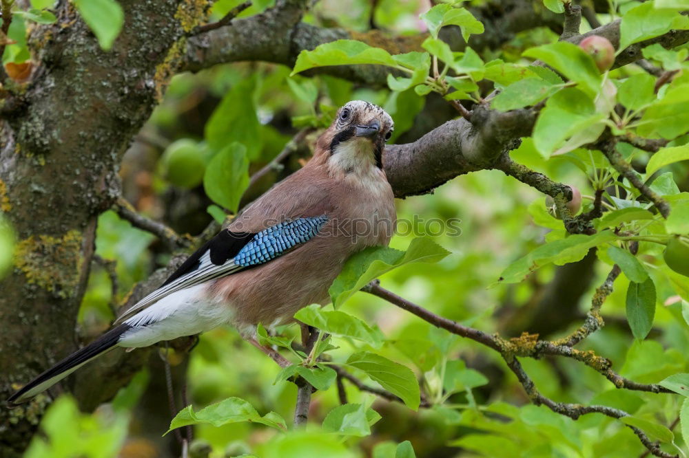 Similar – Image, Stock Photo Jay looks around Nature