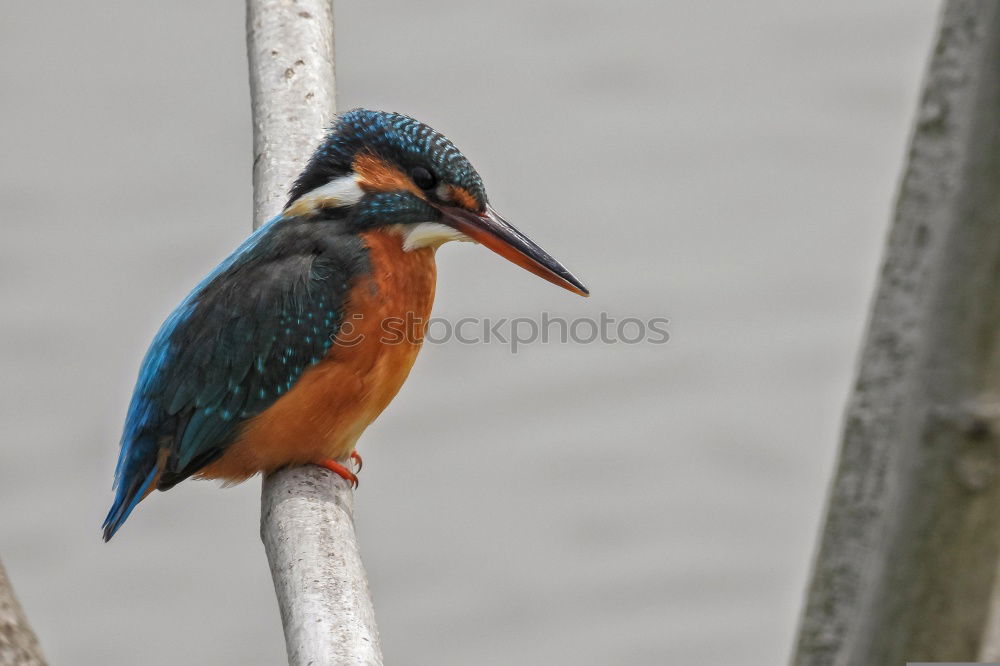 Similar – Kingfisher in a bush