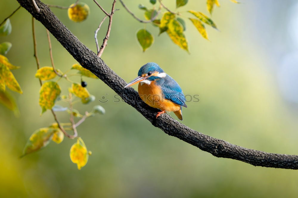 Similar – Nuthatch at the feeding place