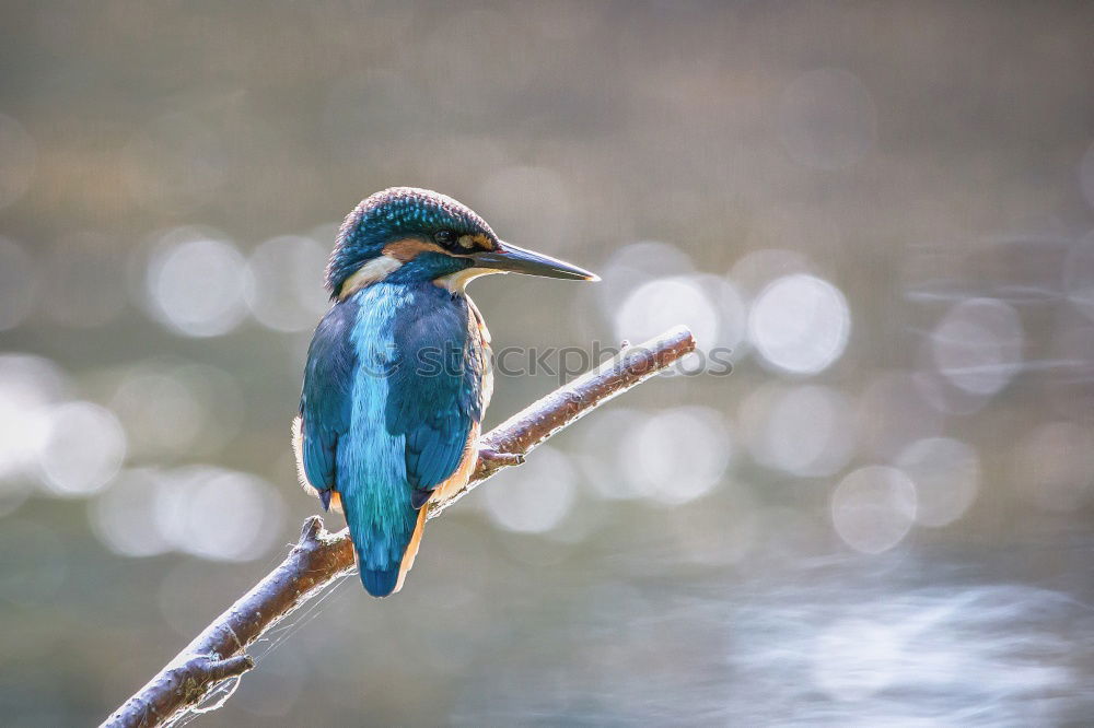 Similar – Kingfisher in reed