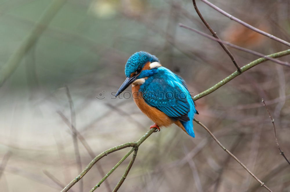 Similar – Kingfisher in reed Nature