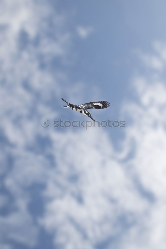 Similar – gulls Seagull Sea bird