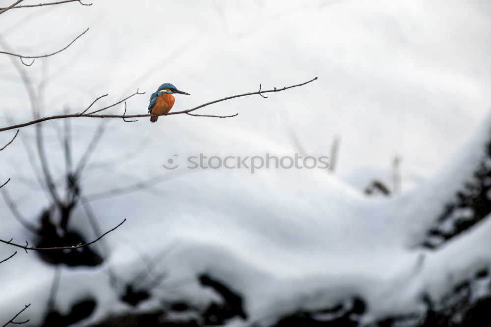 Similar – Juniper Thrush in Winter