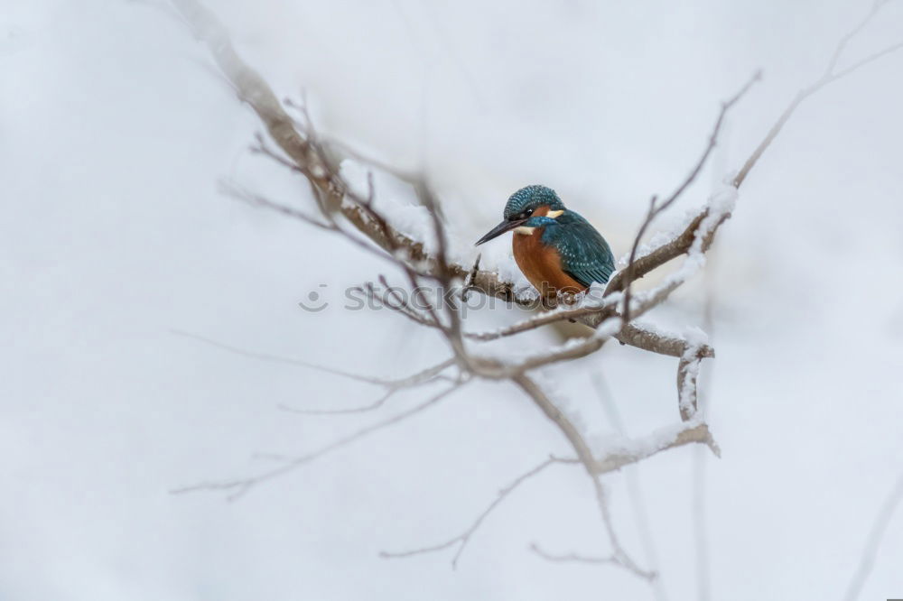 Similar – Juniper Thrush in Winter