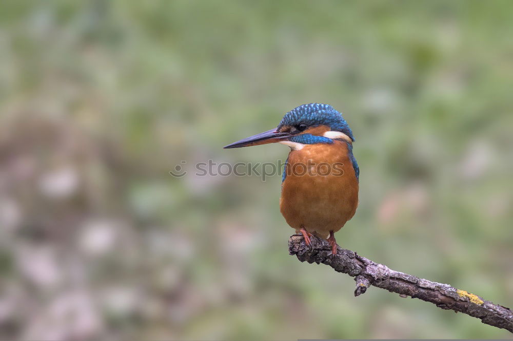 Similar – Kingfisher in reed Nature