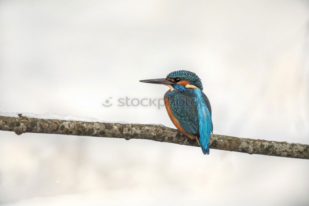 Similar – Kingfisher in reed