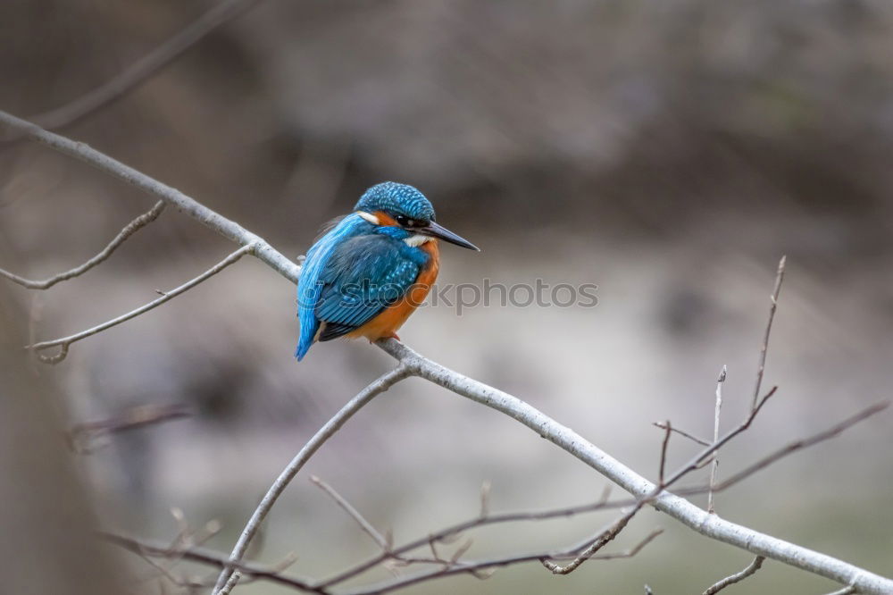 Kingfisher on a branch