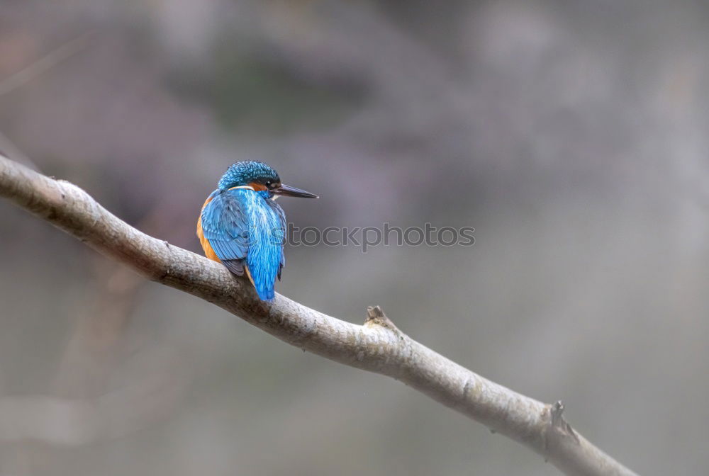 Similar – Kingfisher on a branch