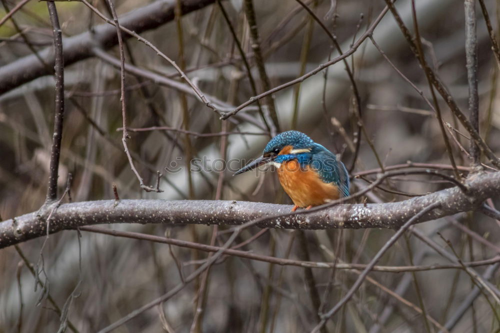 Kingfisher in reed Nature