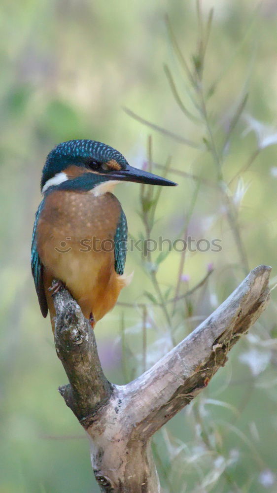 Similar – Kingfisher in reed Nature