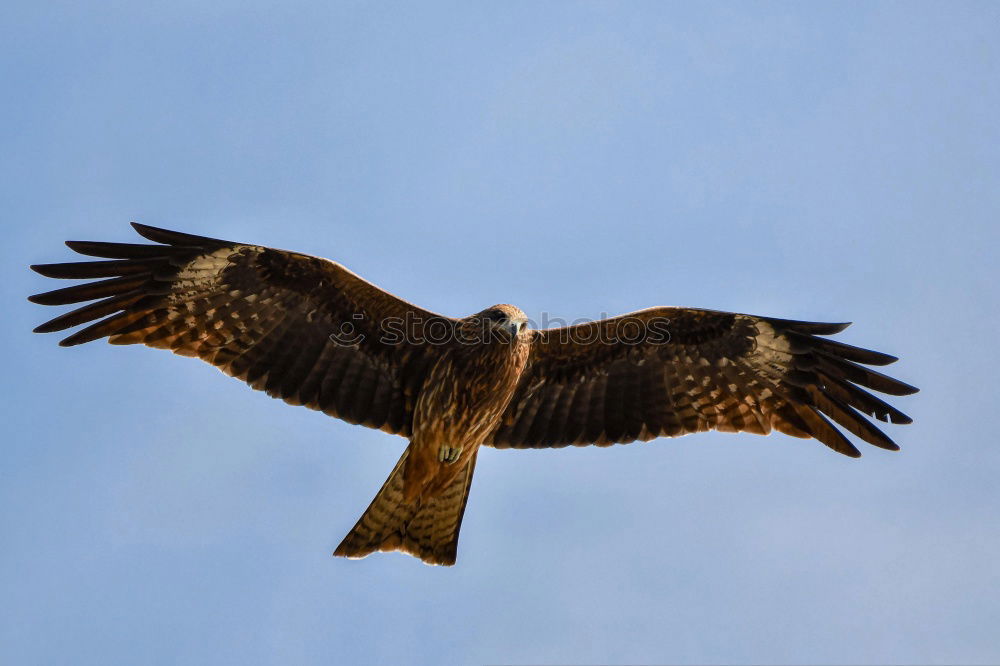 Similar – Bussard Umwelt Natur Luft