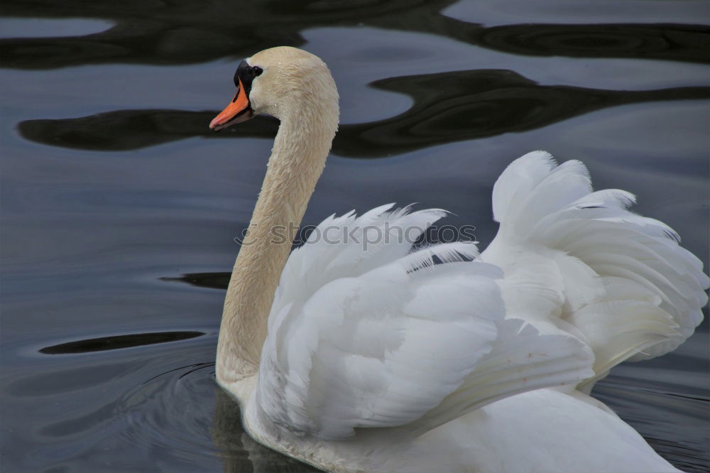 Similar – Pair of white swans