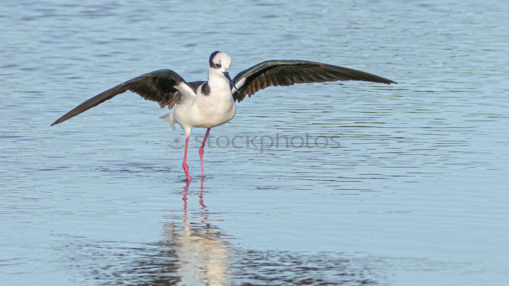 Similar – Flamingo with spread wings