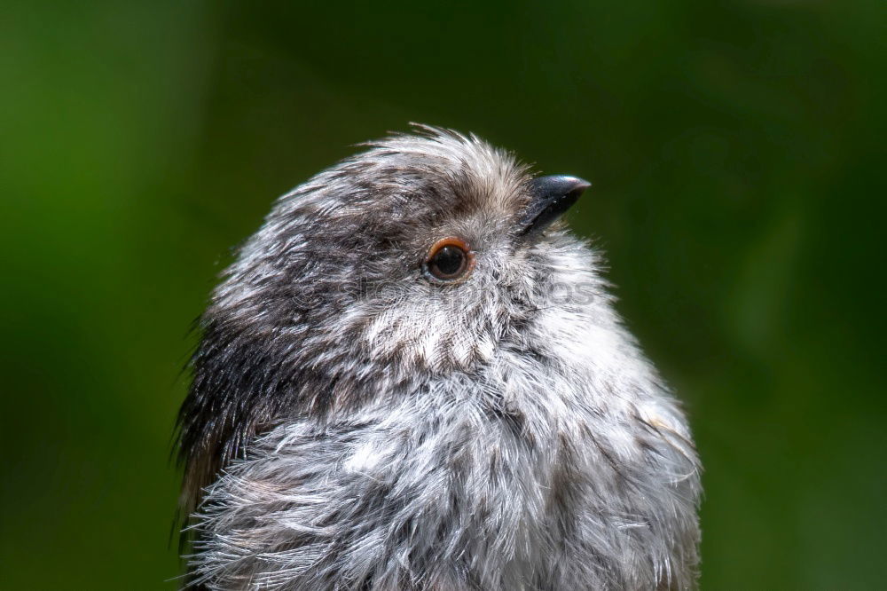 Similar – Raven Crow Fog Crow (Corvus corone cornix)