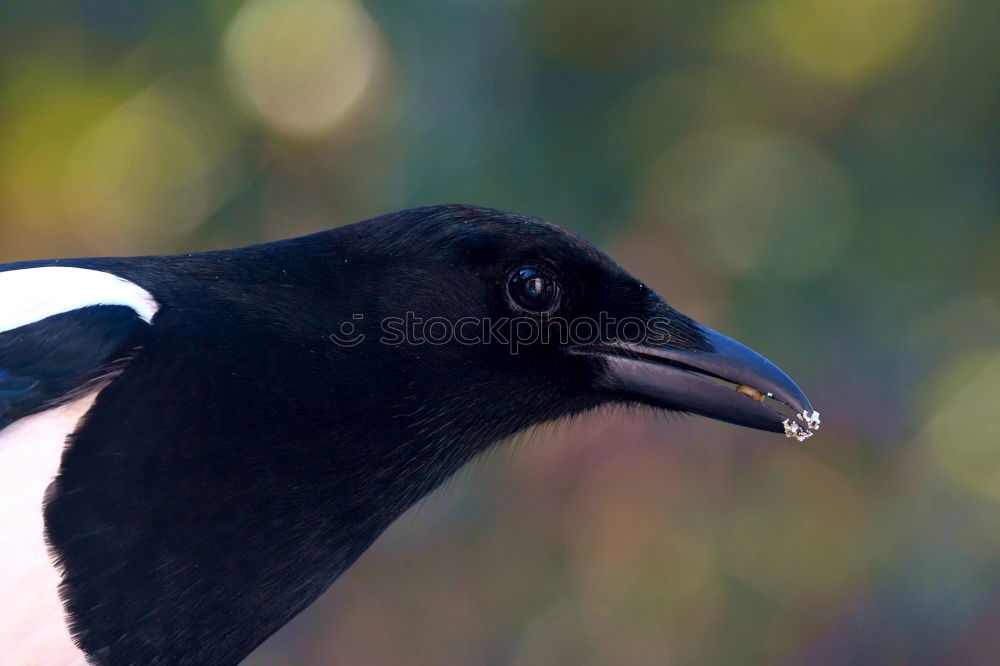 Similar – elster Elster Vogel