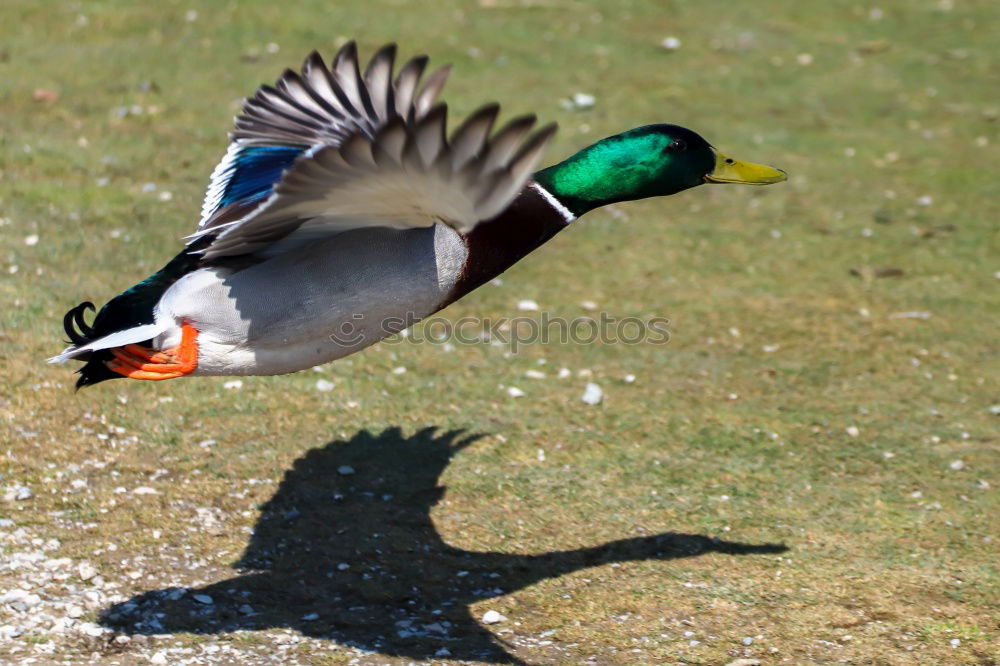 Similar – Foto Bild Watschende Ente Tier Vogel