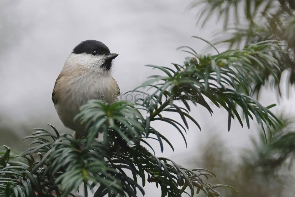 Similar – Puffed Tit Nature Animal