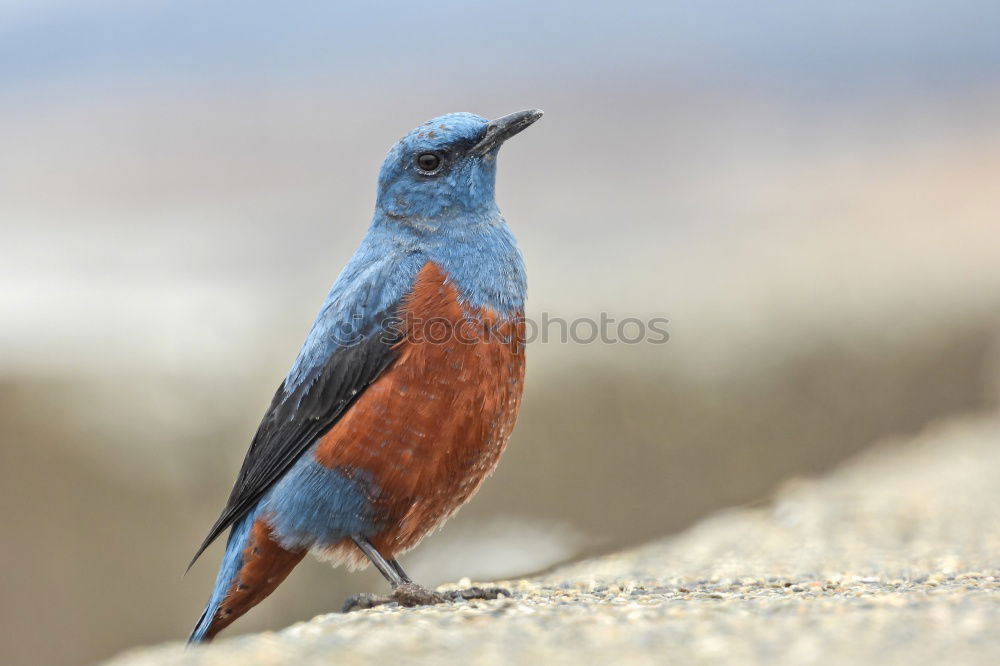 Similar – Image, Stock Photo A colorful Superb Starling in Tanzania