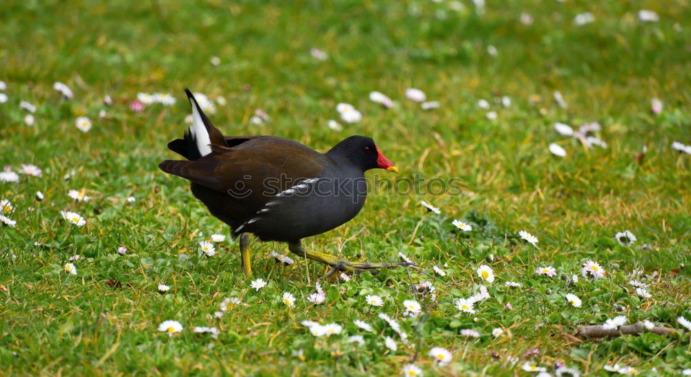 Similar – Image, Stock Photo Blackbird in lawn Bird