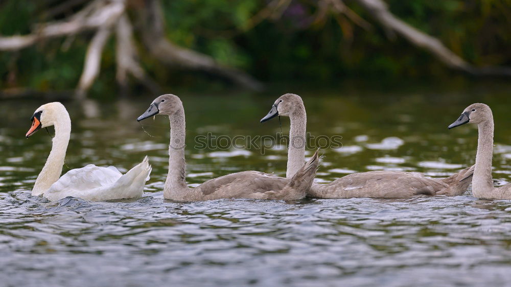 Similar – familienausflug Umwelt