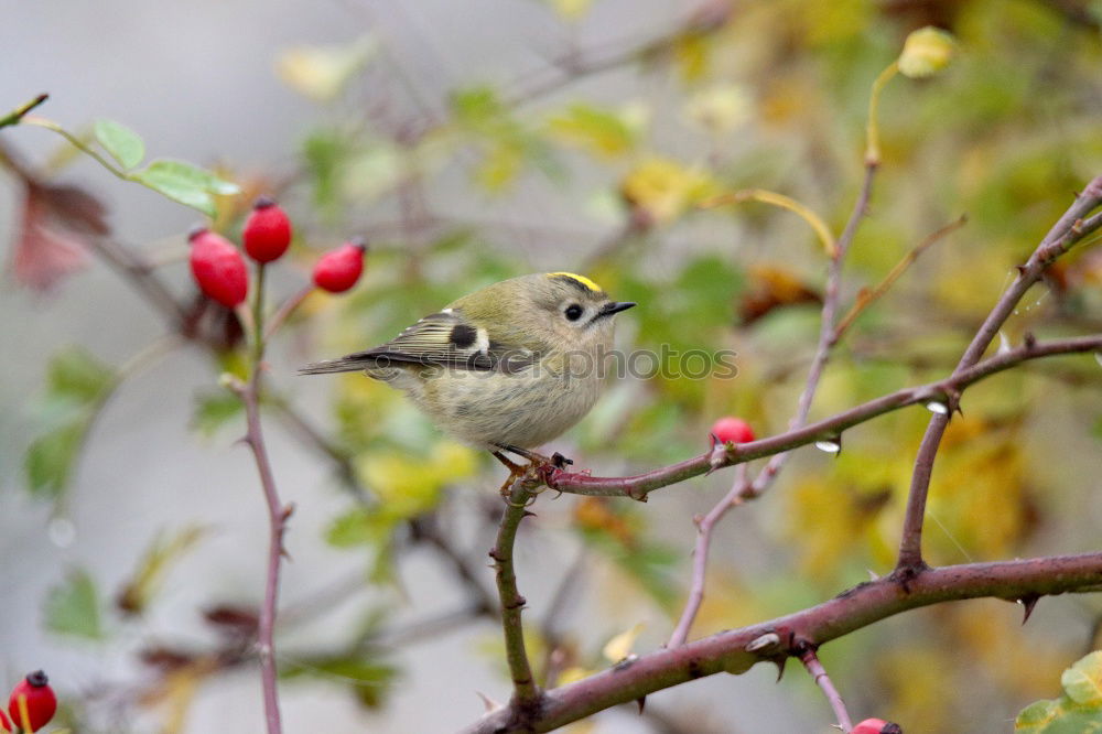 Similar – Image, Stock Photo A blackbird sits in an ornamental apple bush